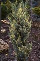 Juniperus scopulorum Moonglow Variegata IMG_6433 Jałowiec skalny